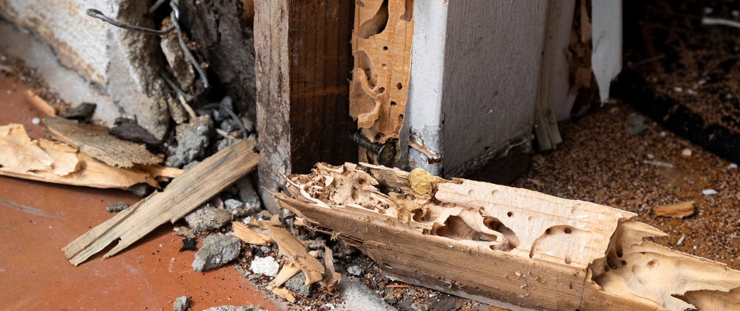 Dry Rot Mitigation 213305088