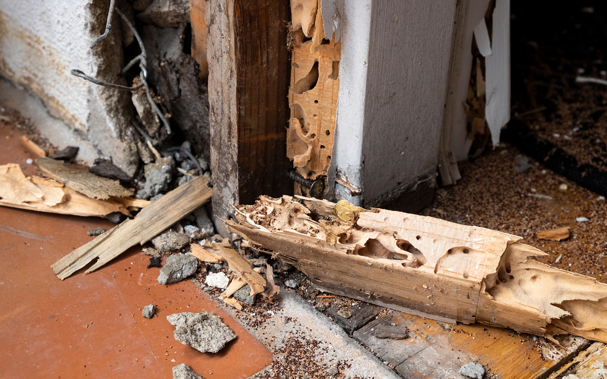 Dry Rot Mitigation 213305088