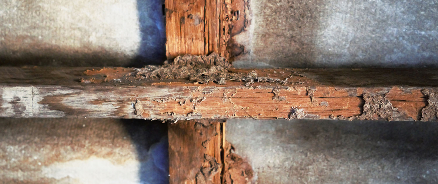 Dry Rot Mitigation 272636058